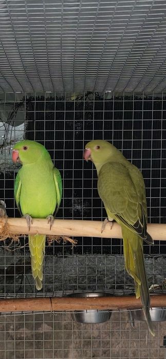 Várias aves para cedencia