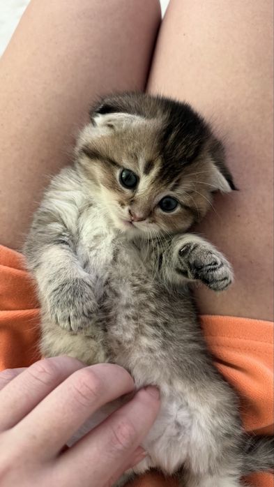 Шотландский вислоухий мальчик