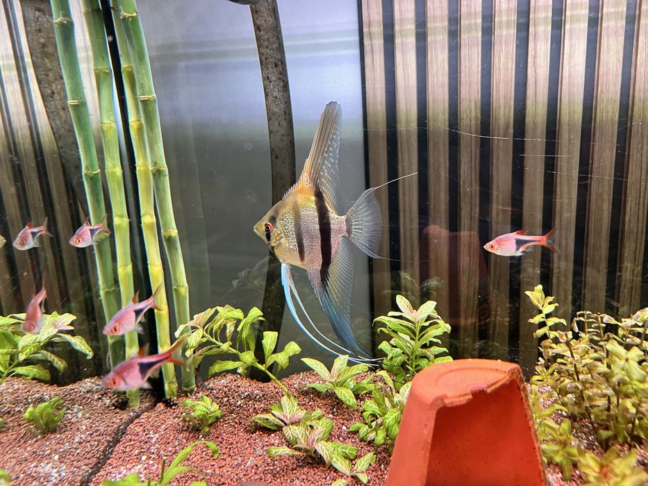 Escalares manacapuru red