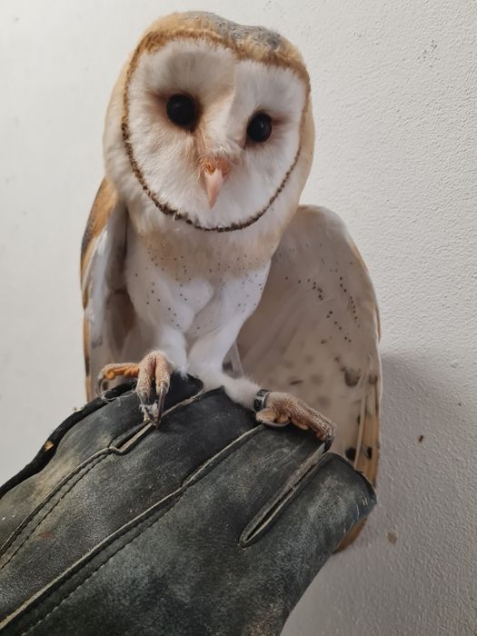 Aves para criar a mão