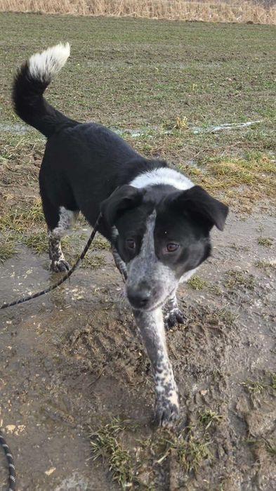 kundelek Dżemik, ale o urodzie Border Collie i Dalmatyńczyka szuka swojego domu