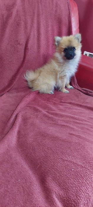 Sptiz Alemão Anão/Lulu da Pomerânia MINI