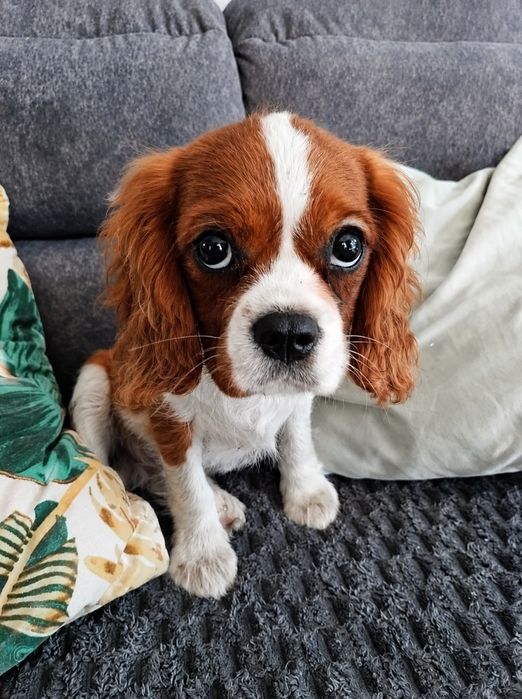 Cavalier King Charles Spaniel uroczy Chojrak