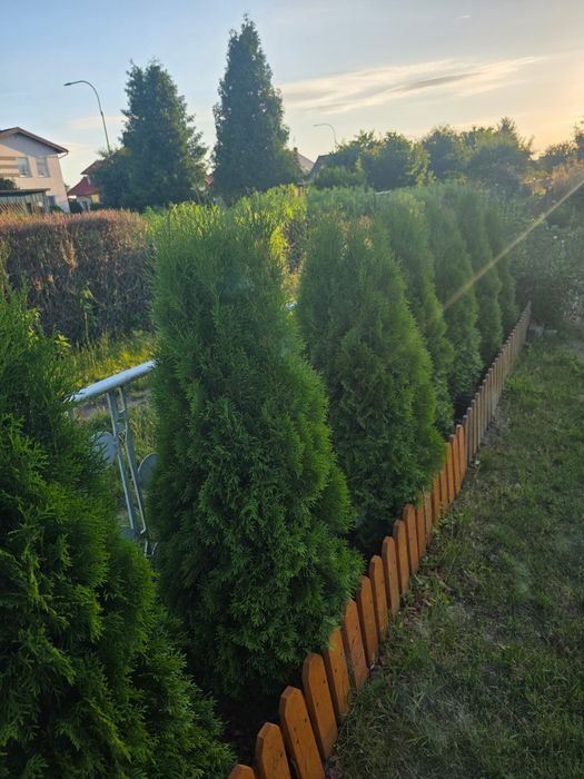 Działka rod abisynia