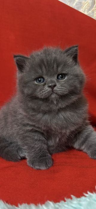 Шотландский котенок в Николаеве!