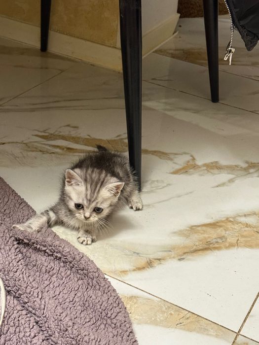 Шотландські кошенята