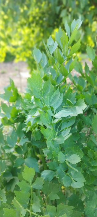 Oregano lebiodka  lubczyk zioła uprawa ekologiczna