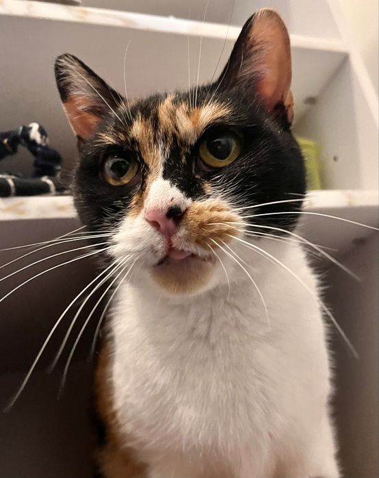 Mimi uma gata para adopção responsável