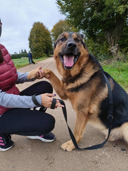 Przepiękny Rafi szuka domu.Lagodny i delikatny.