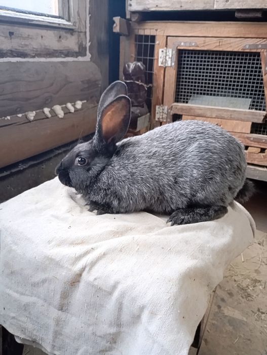 Кролі,кроленята,полтавське срібло