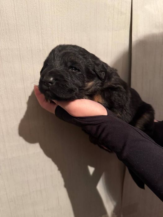 Продаются щенки — немецкой овчарки метисы