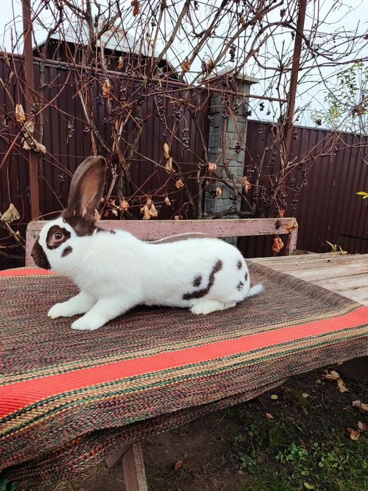 Кролики породи НСВ окрасу Гавана