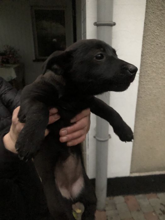 Цуценята в добрі руки