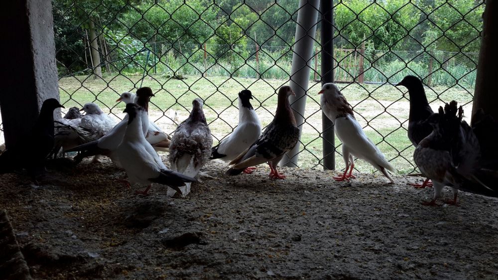 Pombos **Várias Raças**