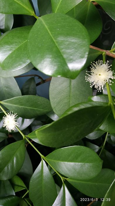 Гуава Кеттли (лимонная) Псидиум прибрежный