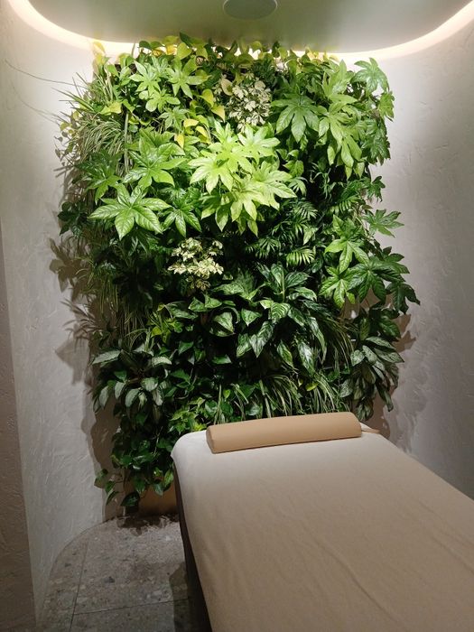 Професійний догляд за кімнатними рослинами фітостінами Лікування