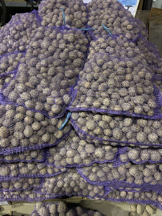 Ziemniaki- sadzeniaki