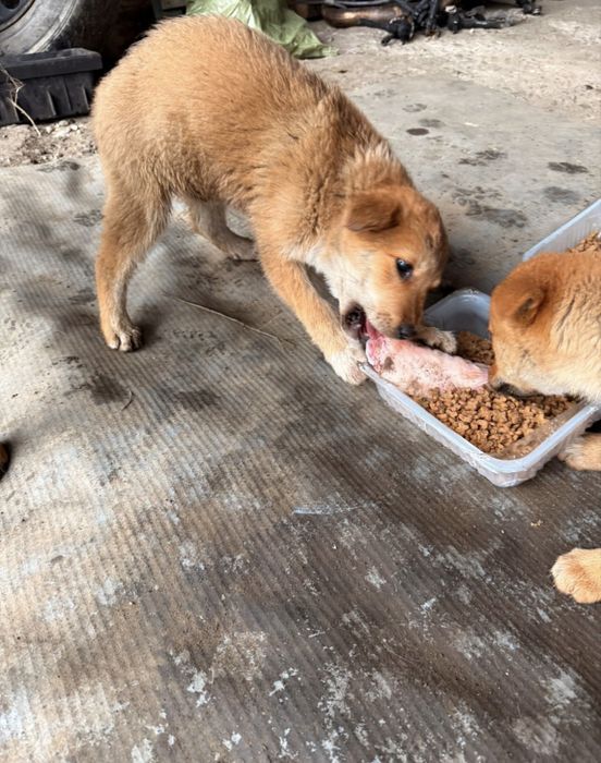 Віддамо в добрі руки 2-х руденьких малючків