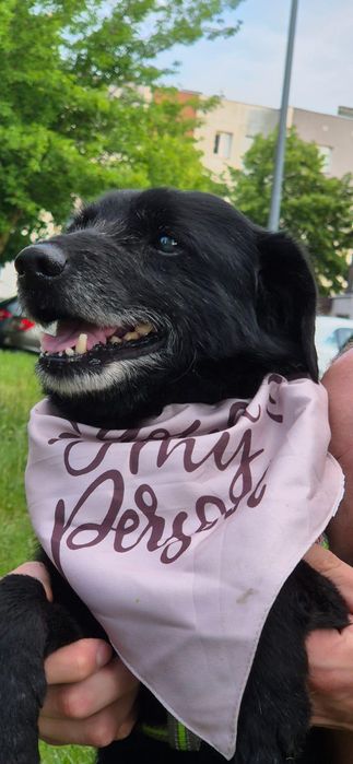 Pedro pies do adopcji