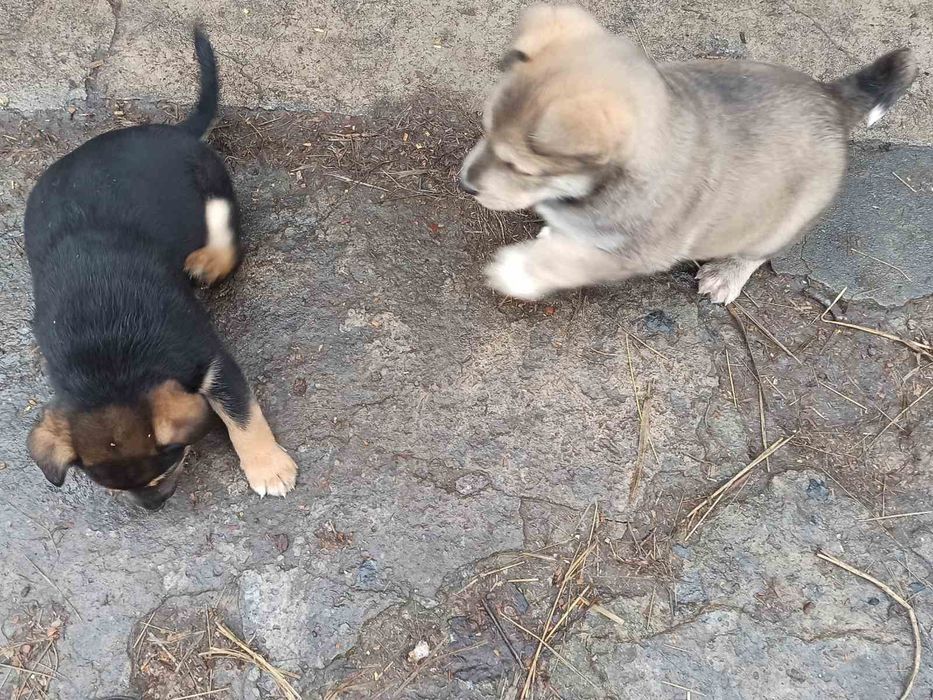 Красивые щенки в хорошие руки