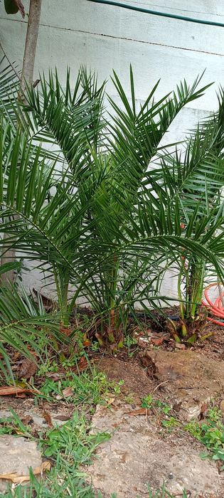 Palmeiras das Canárias e da China (leque)