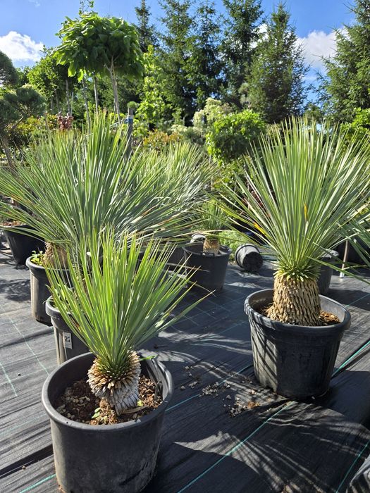 Yucca Rostrata  XL