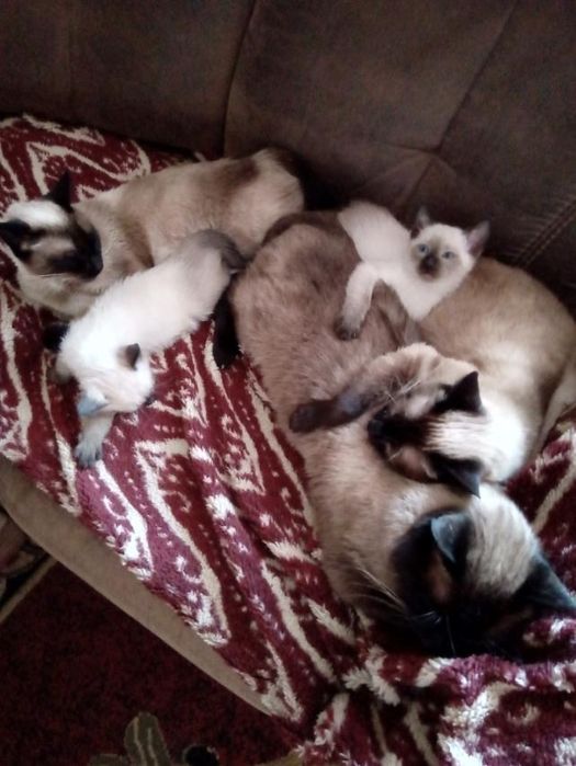 Продам сіамських котенят