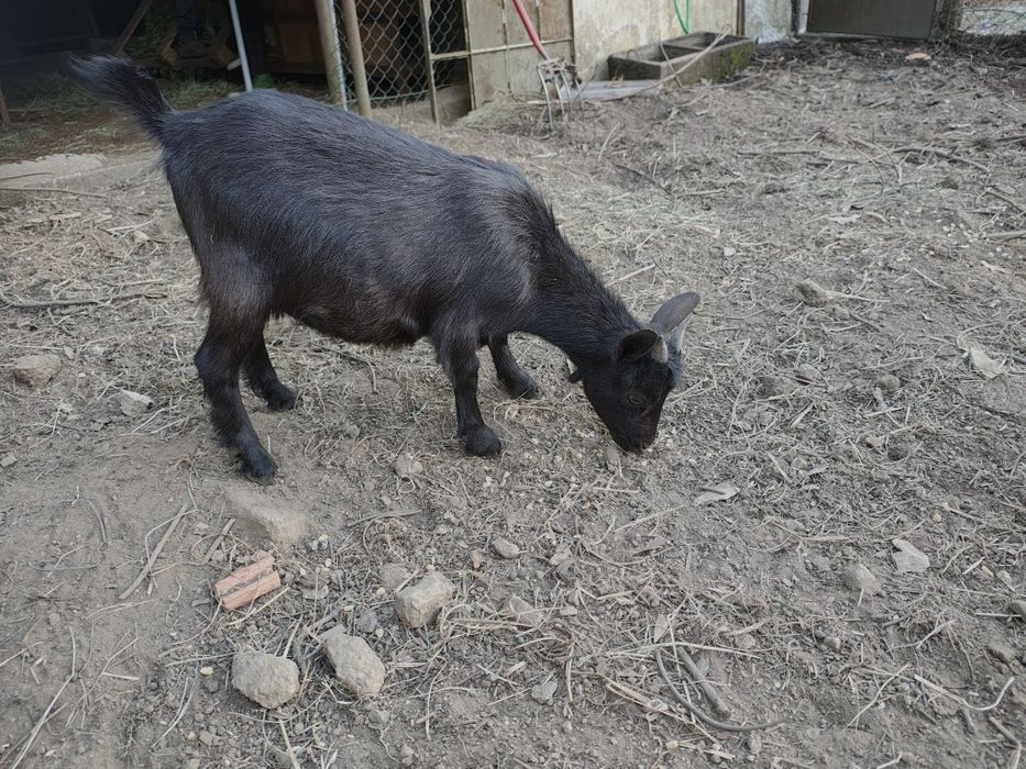 Bode, cabrito é   cabra anã  preto