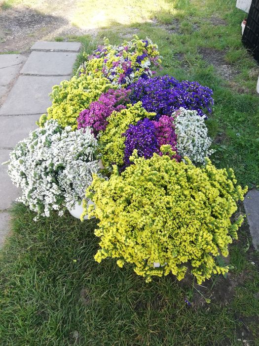 Zatrwian, limonium tegoroczny susz  1 kg=4kg żywego