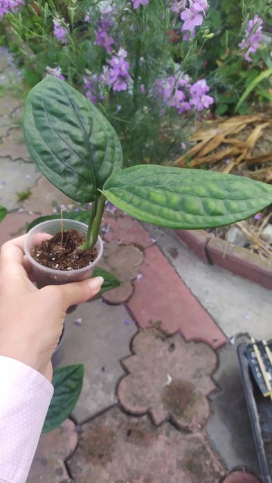 Епіпремнум марбл планет