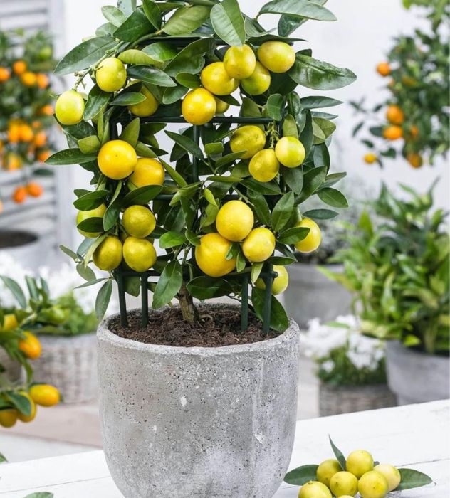 Bonsai Árvores Fruto várias variedades - portes grátis