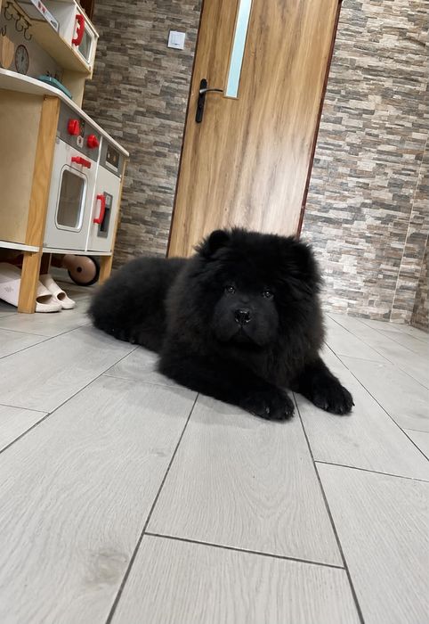 Piękny piesek chow chow