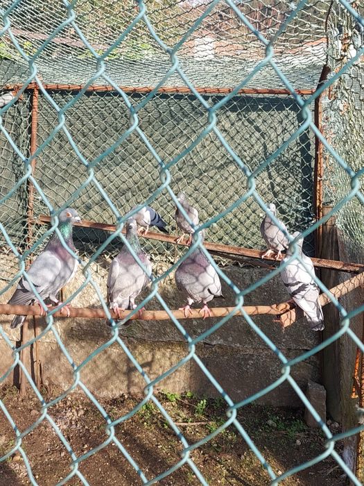 Pombas correias jovens