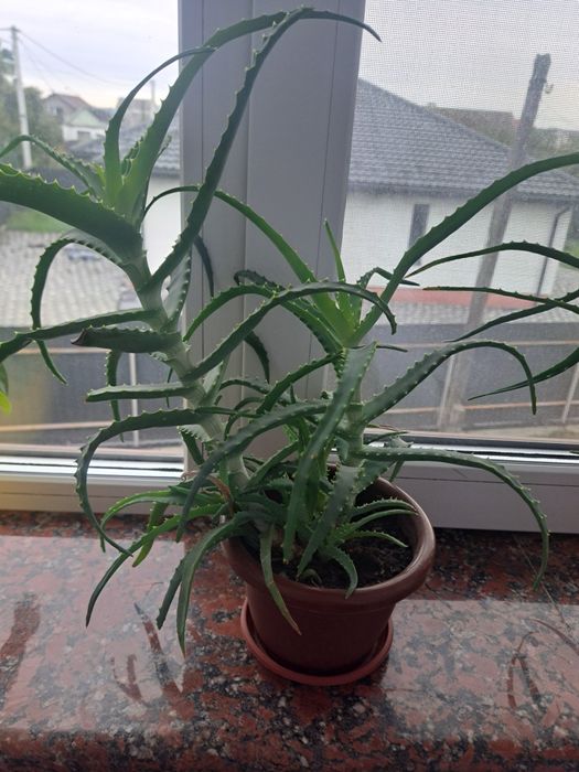 Вазони, алое вера, алое