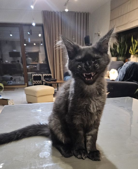 Kocurek Maine Coon "HUGO"