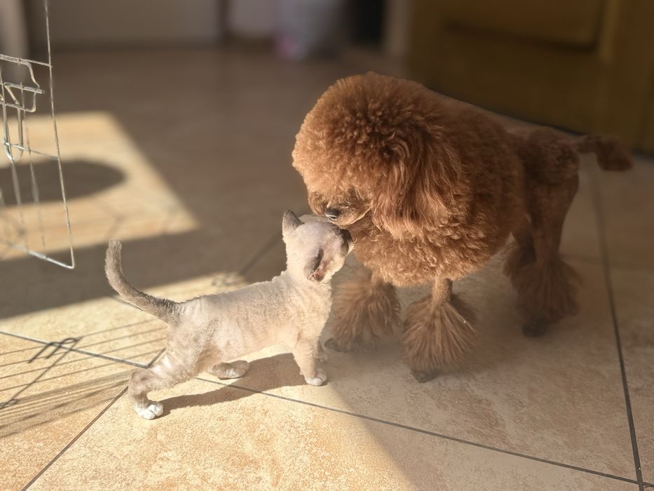 Devon rex kocur FPL