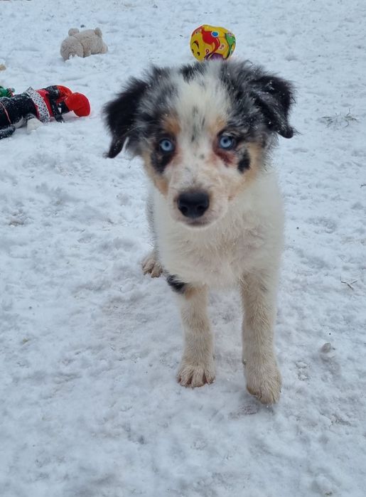 Border Collie piesek blue merle tricolor