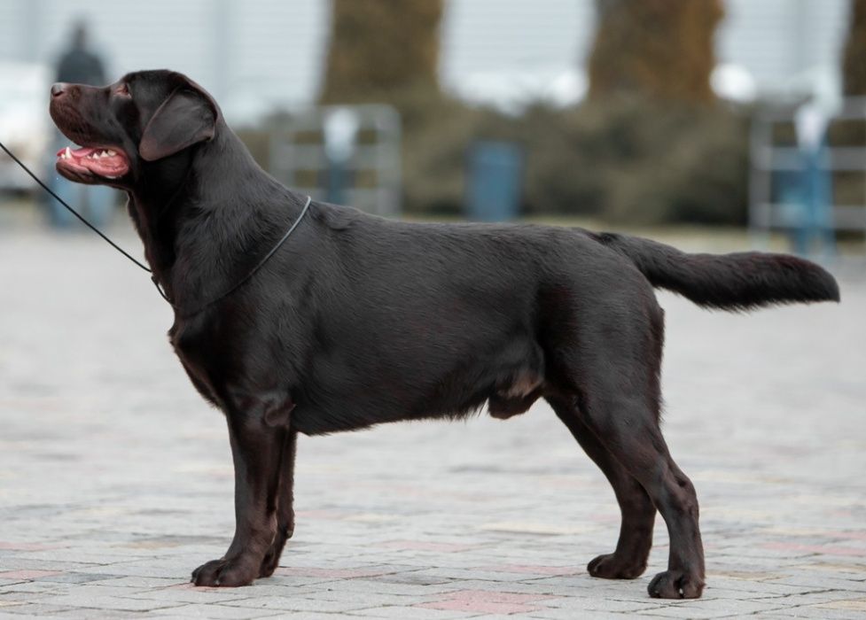 Открыт для вязок молодой, перспективный кобель лабрадор ретривер!