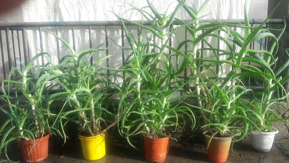 Алое вера Алой настоящий