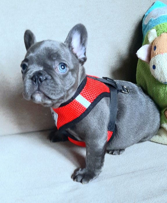 Buldog francuski chlopak