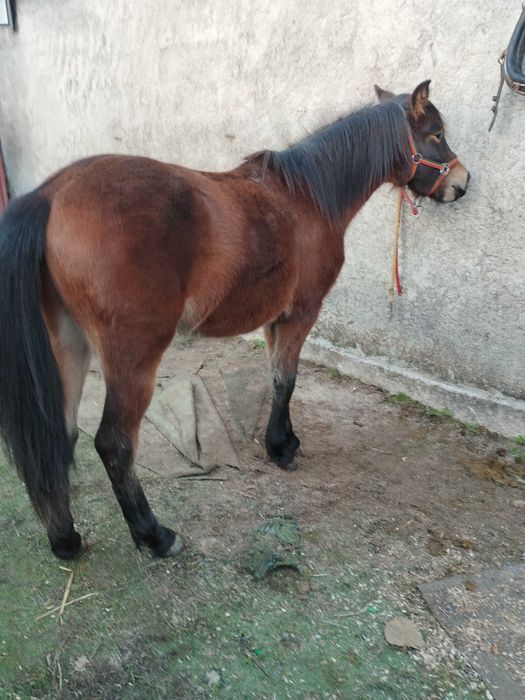 Parelha de pôneis com 4 anos ambos