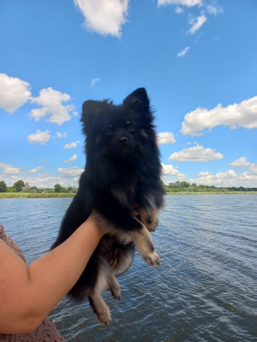 Чарівний хлопчик померанського шпіца