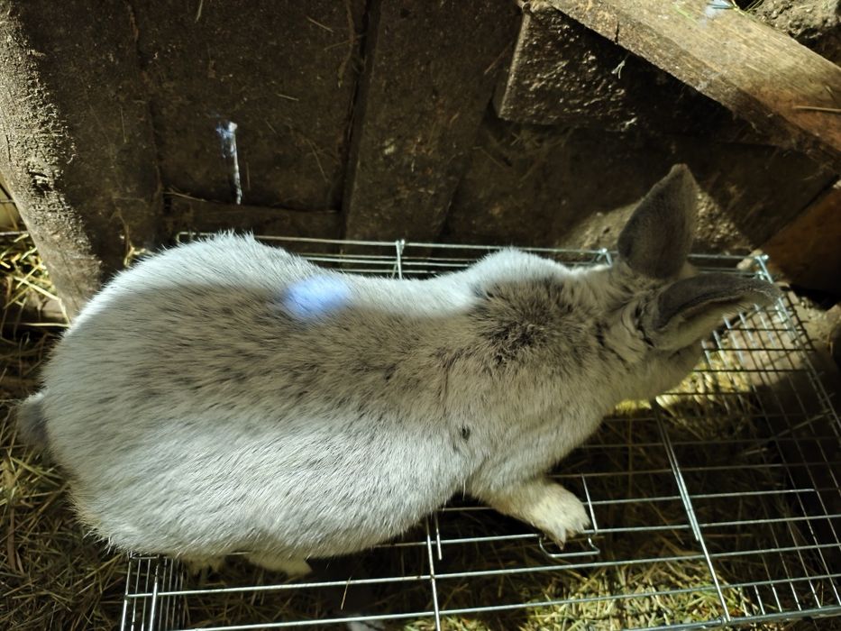 samczyk Wielki Jasno srebrzysty