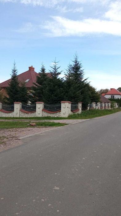 Oddam 7 iglastych drzew za wycinkę. – FRANCISZKÓW KOŁO LUBLINA