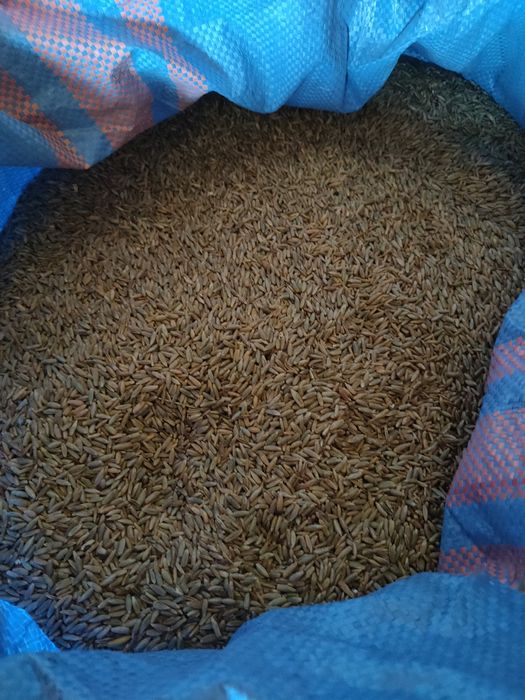 Żyto duńkowskie złote 2025