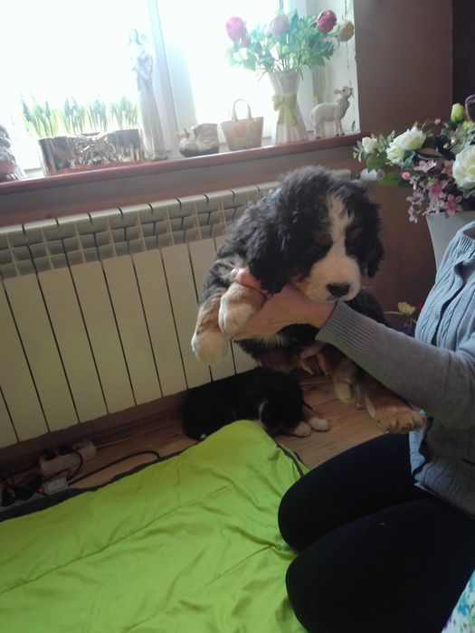 Sczeniaki Bernenski Pies Pasterski