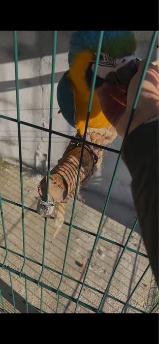 Arara ararauna domesticada muito mansinha