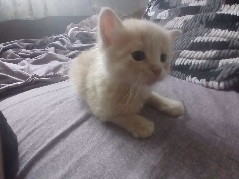 Продам кошеня дівчинку