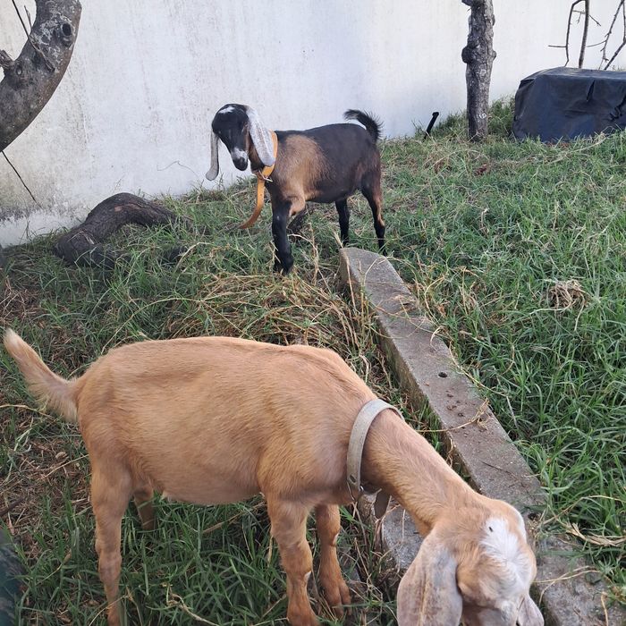Cabras anglonubianas
