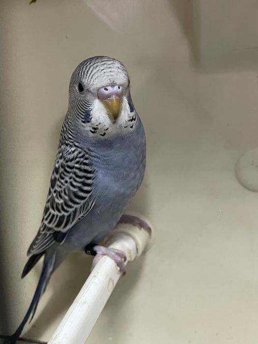 Periquito macho portador de asas negras azul